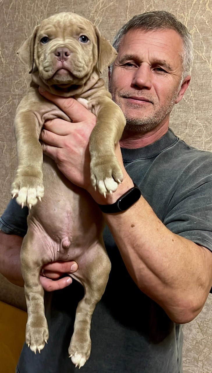 Все свободные щенки. Американские булли XL в г. Калининград. Питомник Great Bully UNIVERSE