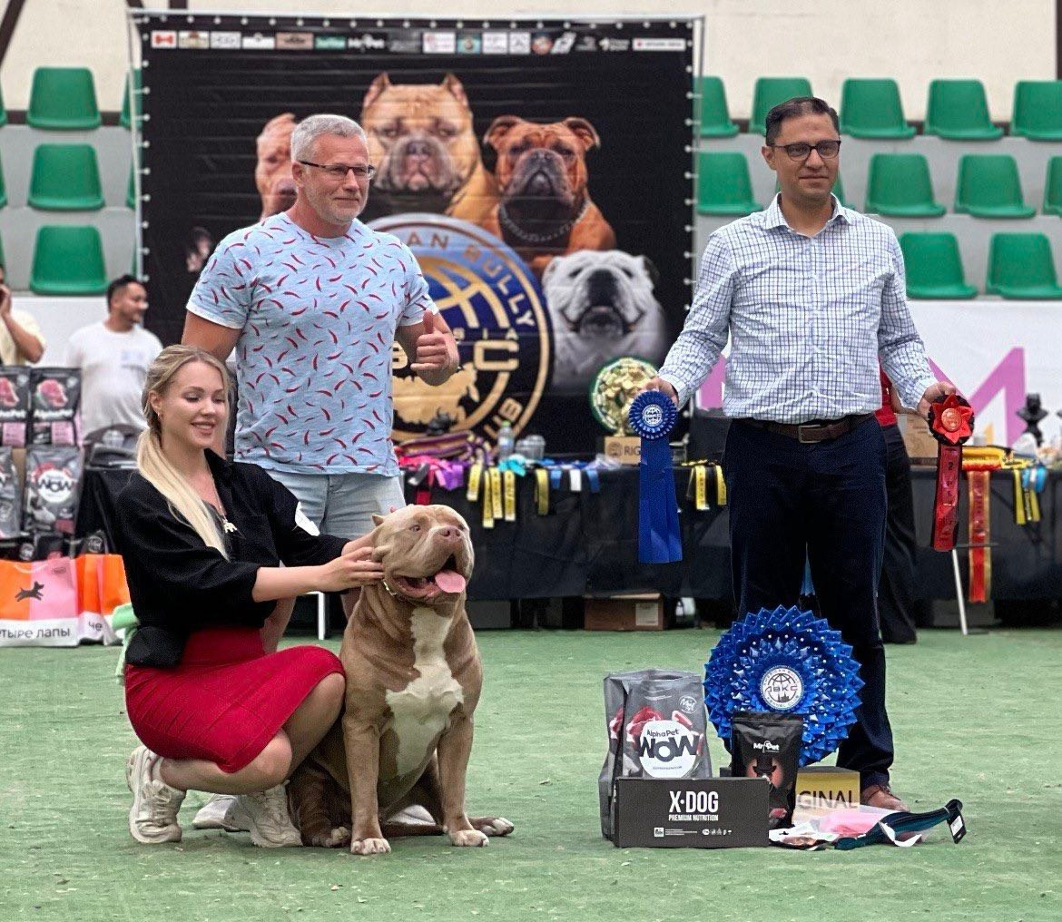 Хантер. Американские булли XL в г. Калининград. Питомник Great Bully UNIVERSE