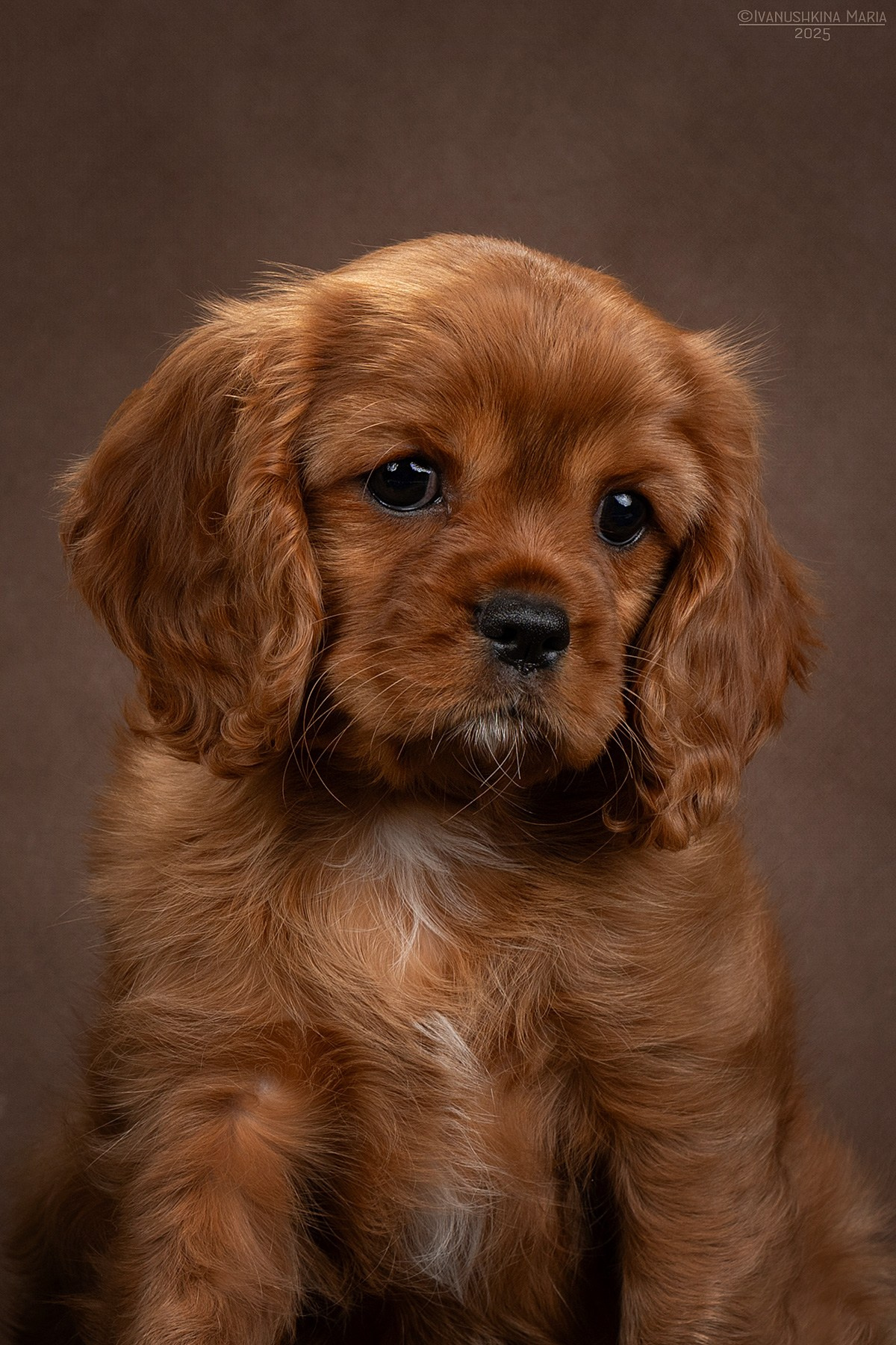 Фотосессия щенков на фонах. Фотограф собак в Москве и Московской области Иванушкина Мария