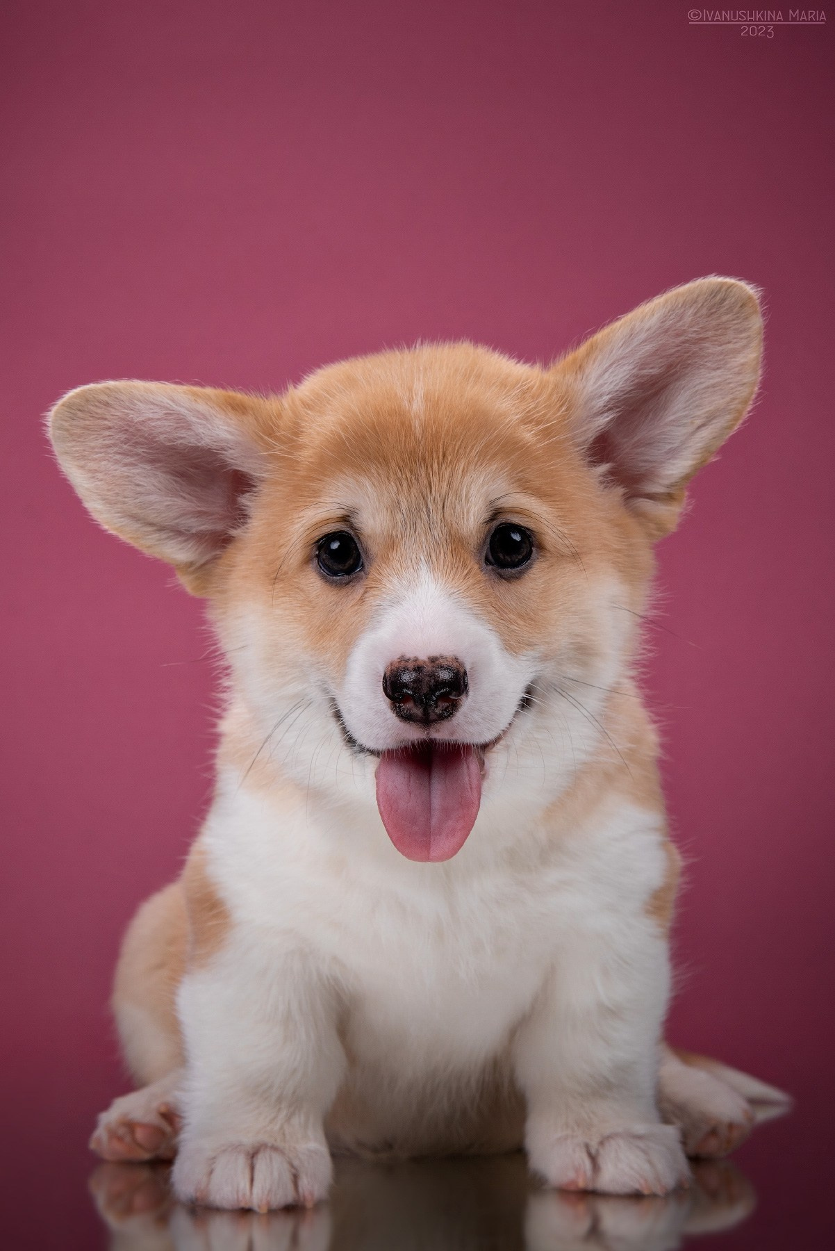 Фотосессия щенков на фонах. Фотограф собак в Москве и Московской области Иванушкина Мария