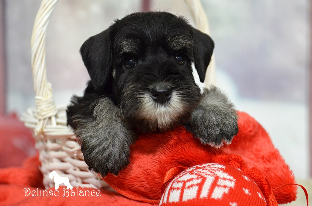 Питомник Делинсо Бэлэнс, щенки цвергшнауцера, купить щенка цвергшнауцера, питомник цвергшнауцеров, кобель цвергшнауцера для вязки, щенок цвергшнауцера, питомник цвергшнауцеров, черный с серебром, цверг, лучший питомник в беларуси, цвергшнауцеры минск, питомник цвергшнауцеров Минск, цвергшнауцер
