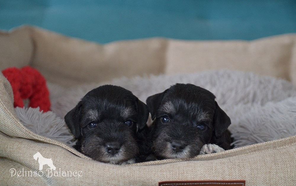 Питомник Делинсо Бэлэнс, щенки цвергшнауцера, купить щенка цвергшнауцера, питомник цвергшнауцеров, кобель цвергшнауцера для вязки, щенок цвергшнауцера, питомник цвергшнауцеров, черный с серебром, цверг, лучший питомник в беларуси, цвергшнауцеры минск, питомник цвергшнауцеров Минск, цвергшнауцер