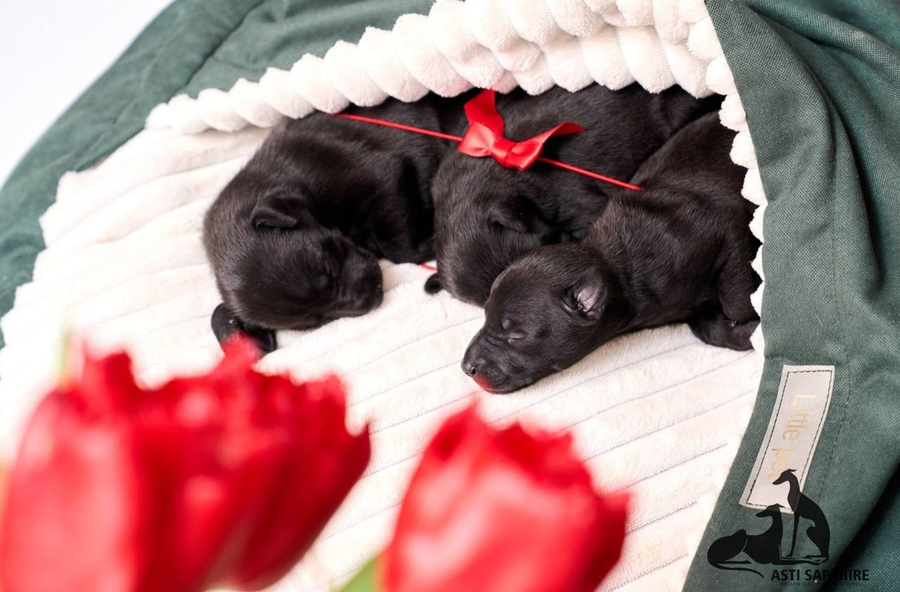 Чёрные левретки. Профессиональный питомник левреток РКФ/FCI ASTI SAPPHIRE 💎 Сочи|Санкт-Петербург