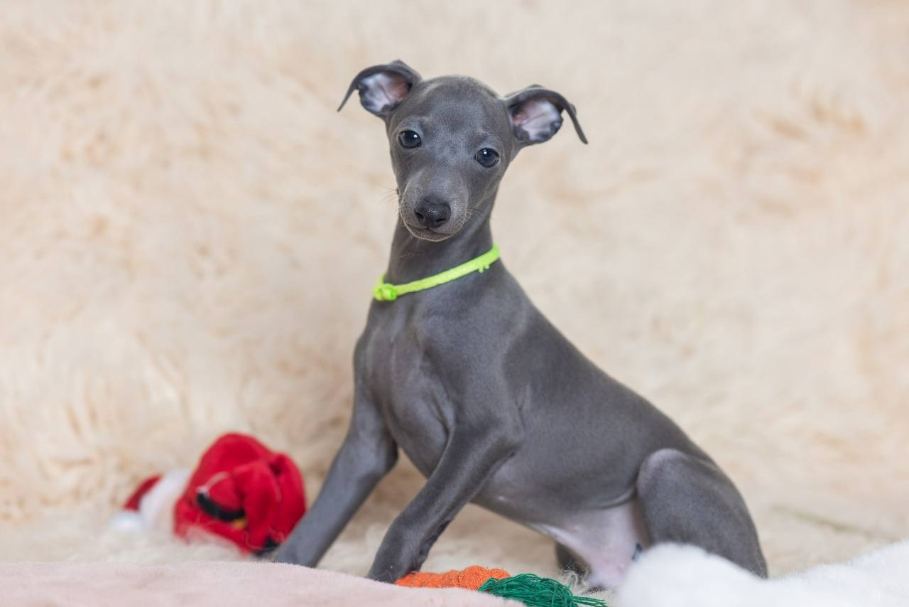 Angelo Celeste Laurus for Asti Sapphire. Профессиональный питомник левреток РКФ/FCI ASTI SAPPHIRE 💎 Сочи|Санкт-Петербург