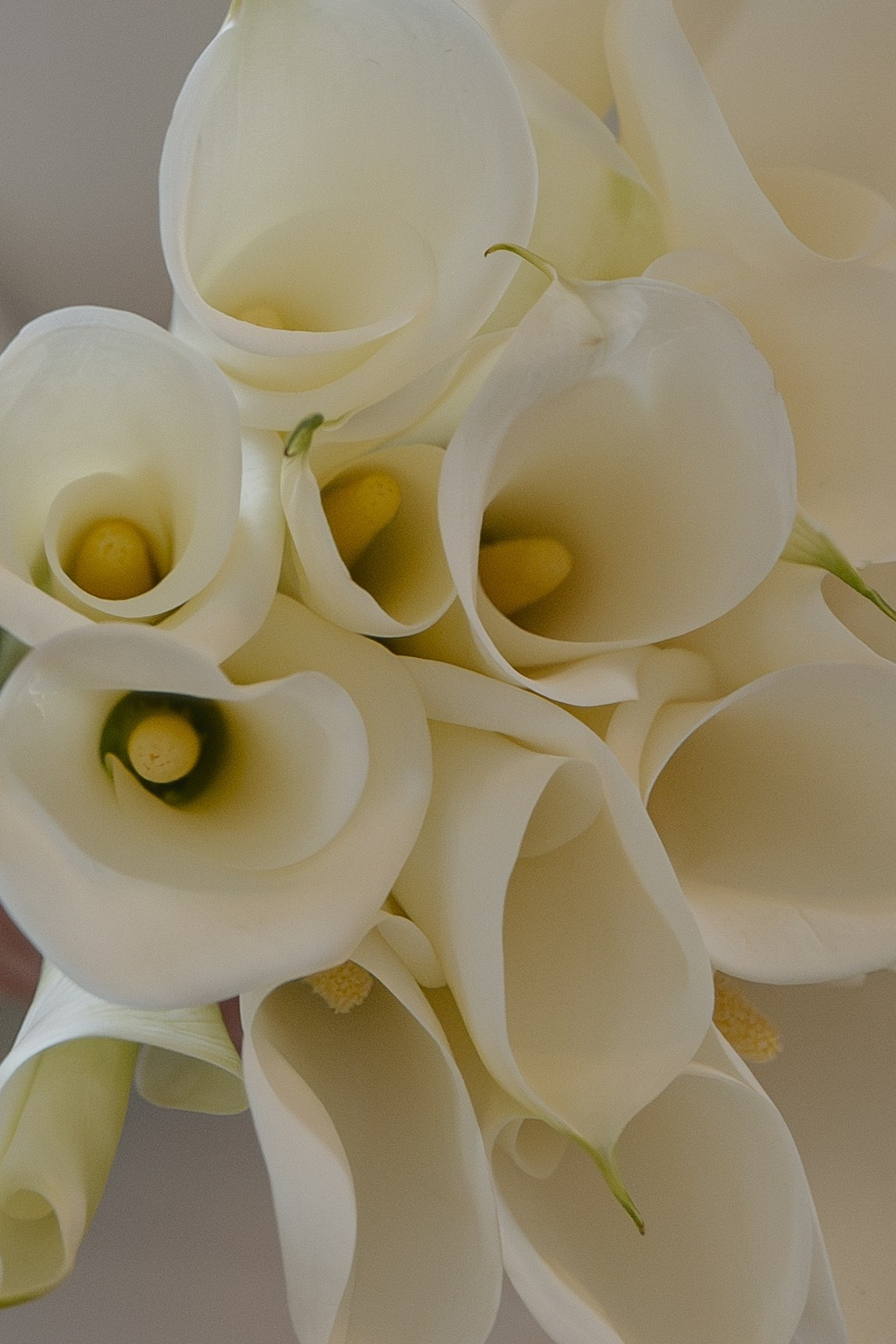 Полина | Тамерлан