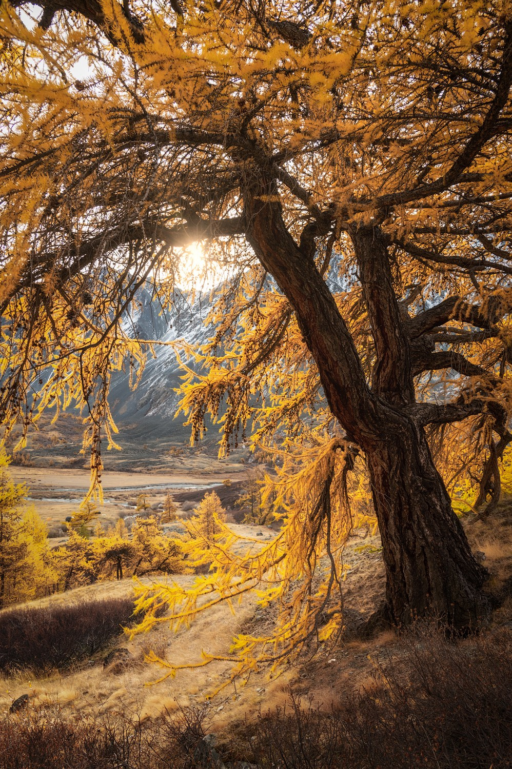 Осенний Горный Алтай. Профессиональный пейзажный фотограф Алёна Рубан