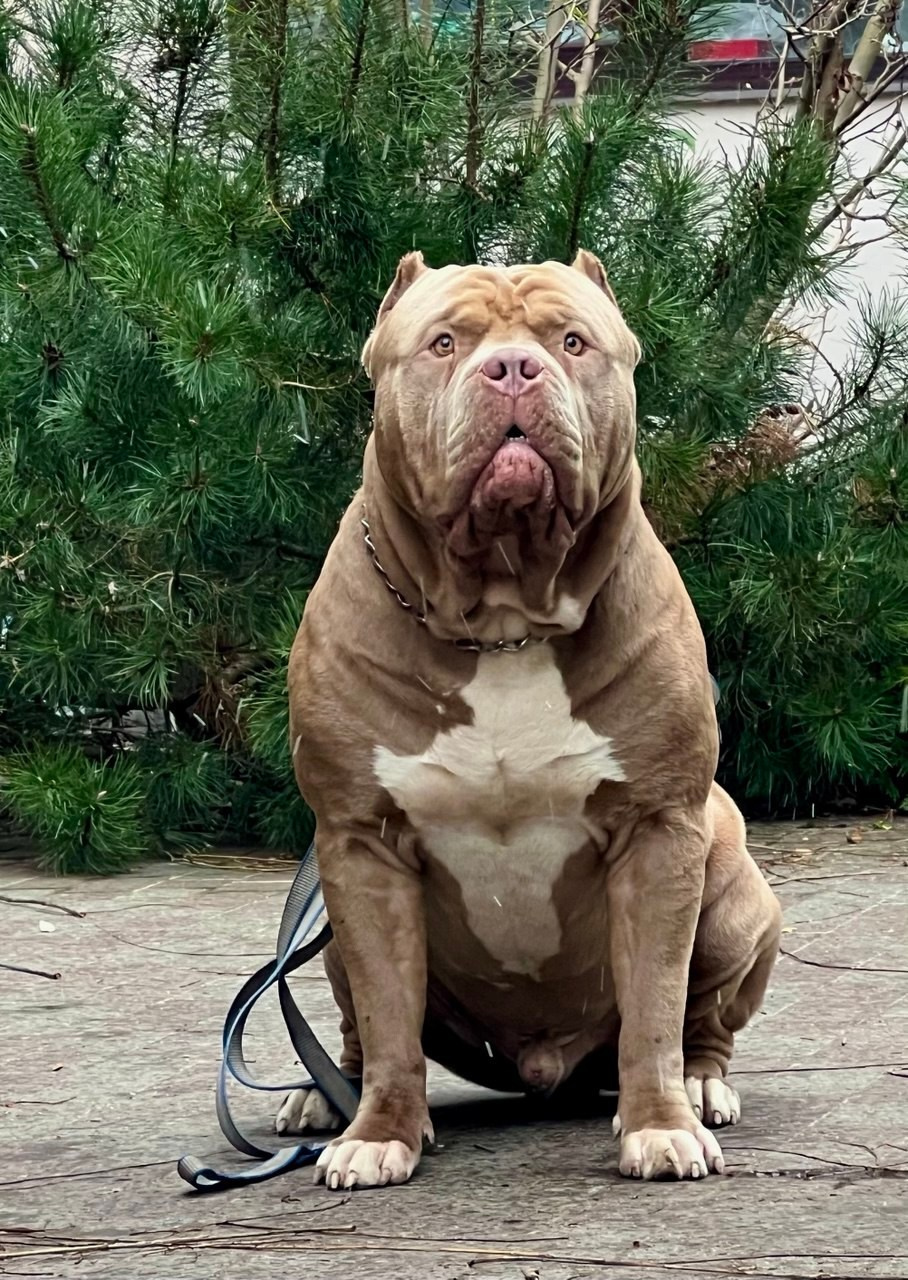 Хантер. Американские булли XL в г. Калининград. Питомник Great Bully UNIVERSE