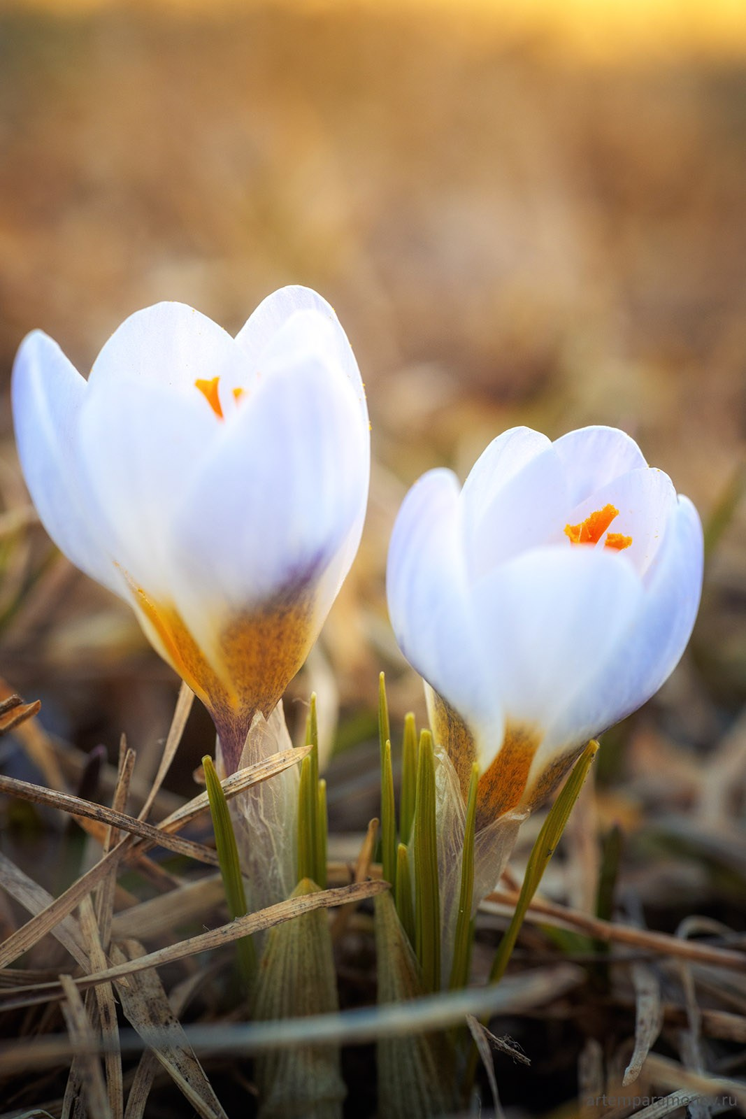Тульские первоцветы. Фотохудожник Артём Парамонов