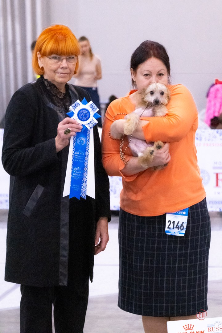 Poale Ell Cooper. Chinese Crested Dog Kennel Poale Ell