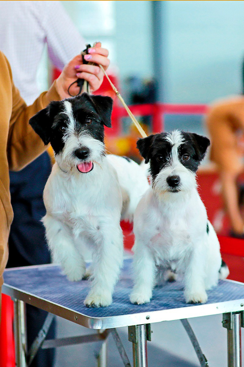 Port Fortis Polka Dot