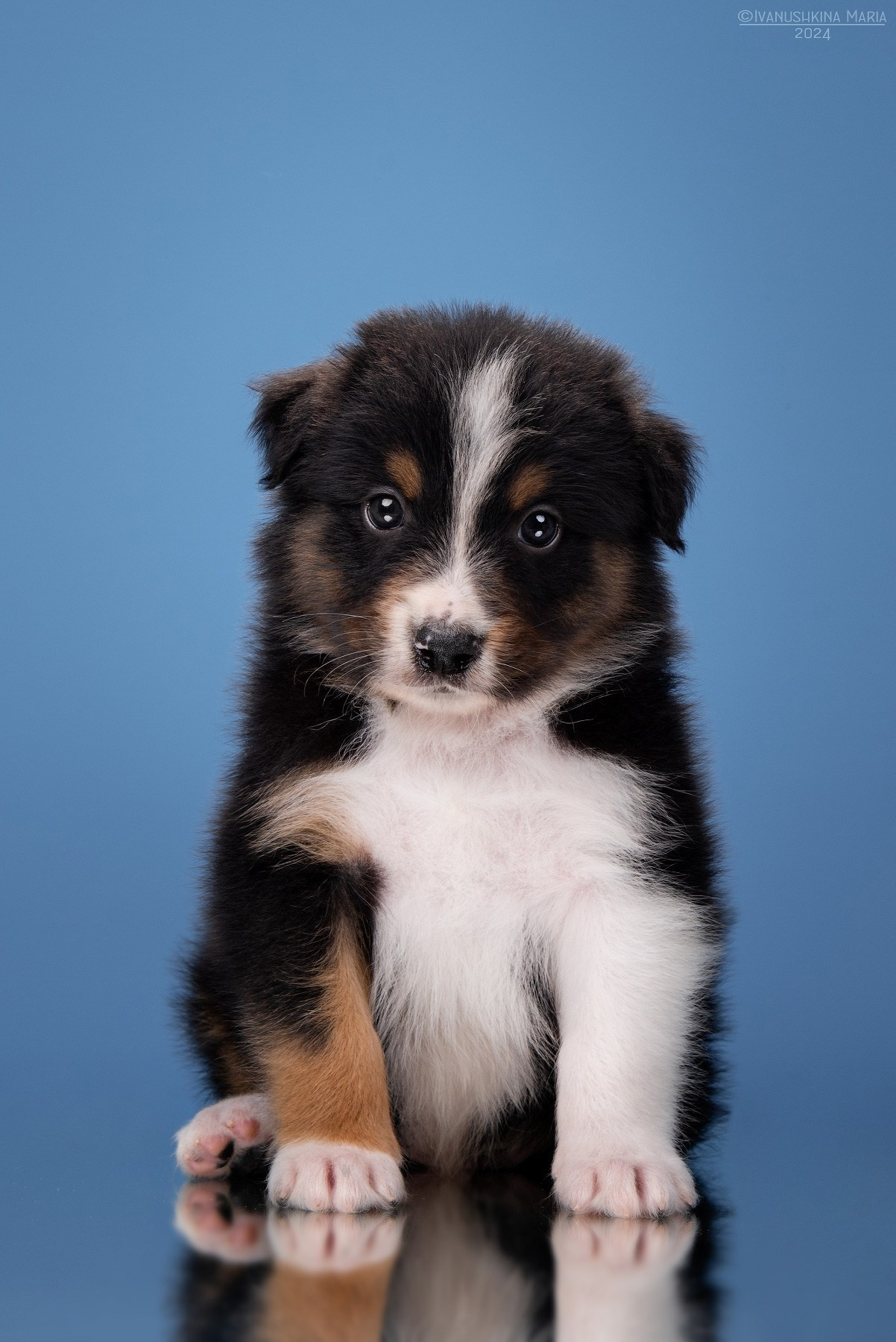 Фотосессия щенков на фонах. Фотограф собак в Москве и Московской области Иванушкина Мария