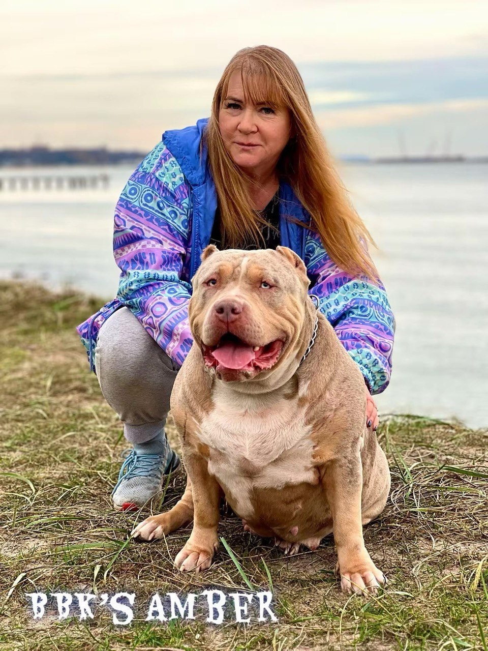 BBK’s Amber. Американские булли XL в г. Калининград. Питомник Great Bully UNIVERSE