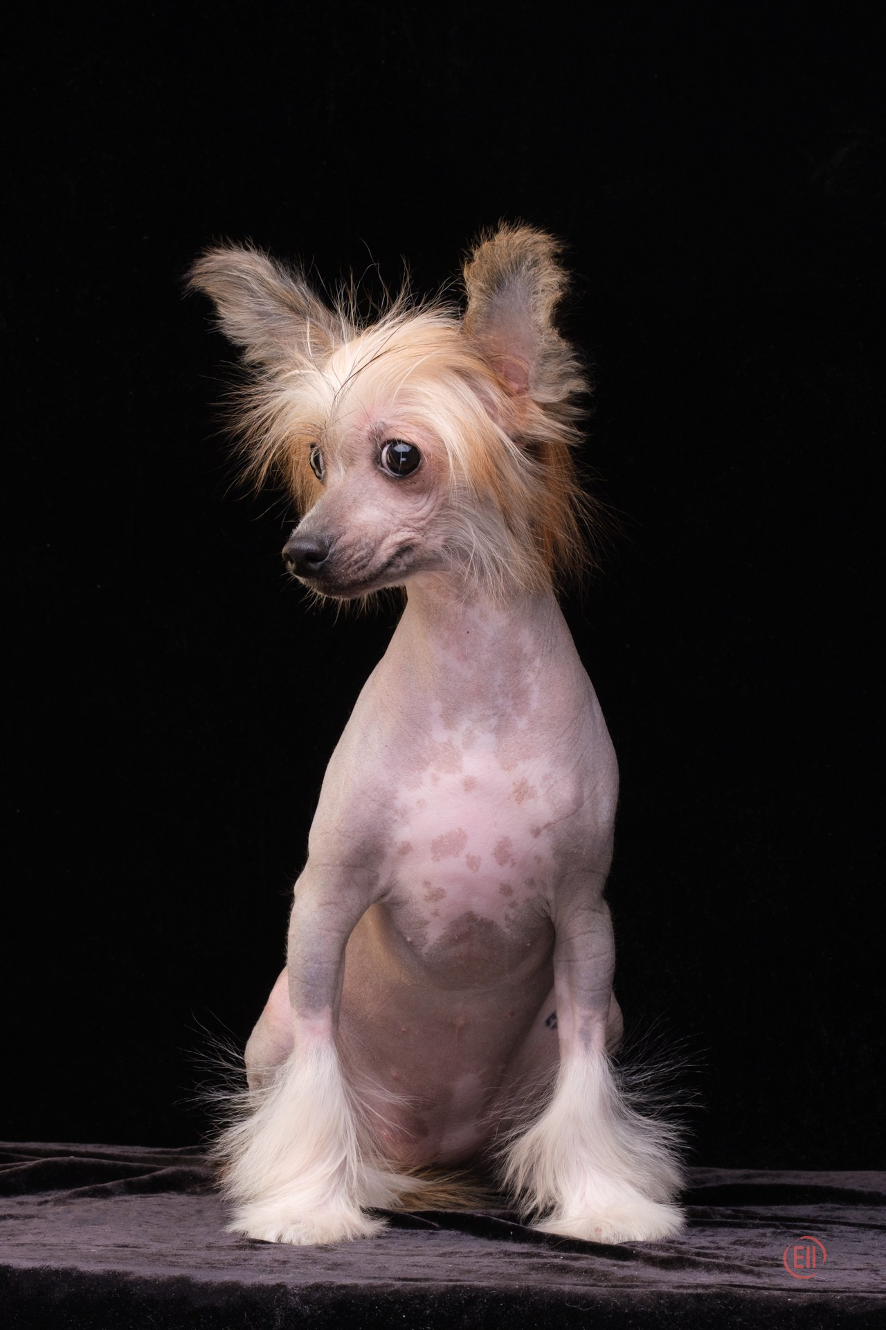 Poale Ell Clare. Питомник китайских хохлатых собак Poale Ell: купить щенка в питомнике