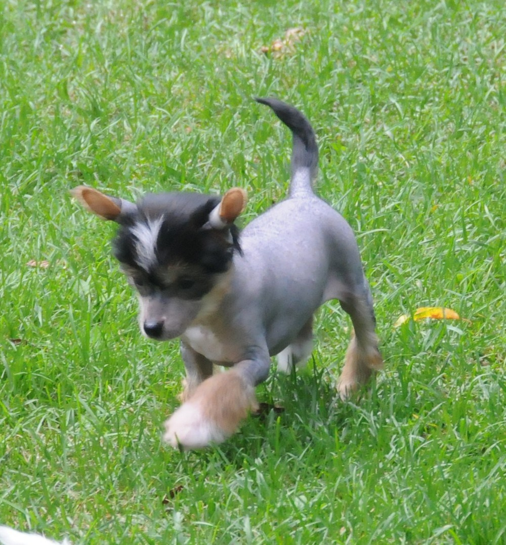 Sasquehanna Ella. Poale Ell Chinese Crested Dog Kennel: Buy a puppy from the kennel