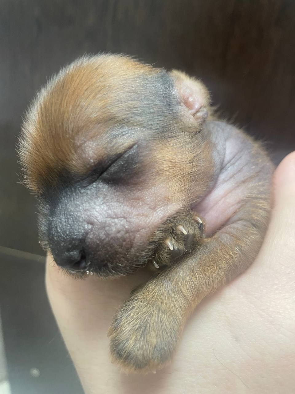 Poale Ell Gloria неделя