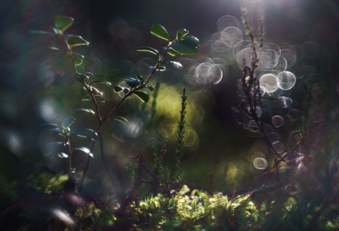 Осень на Карельском перешейке. Сентябрь