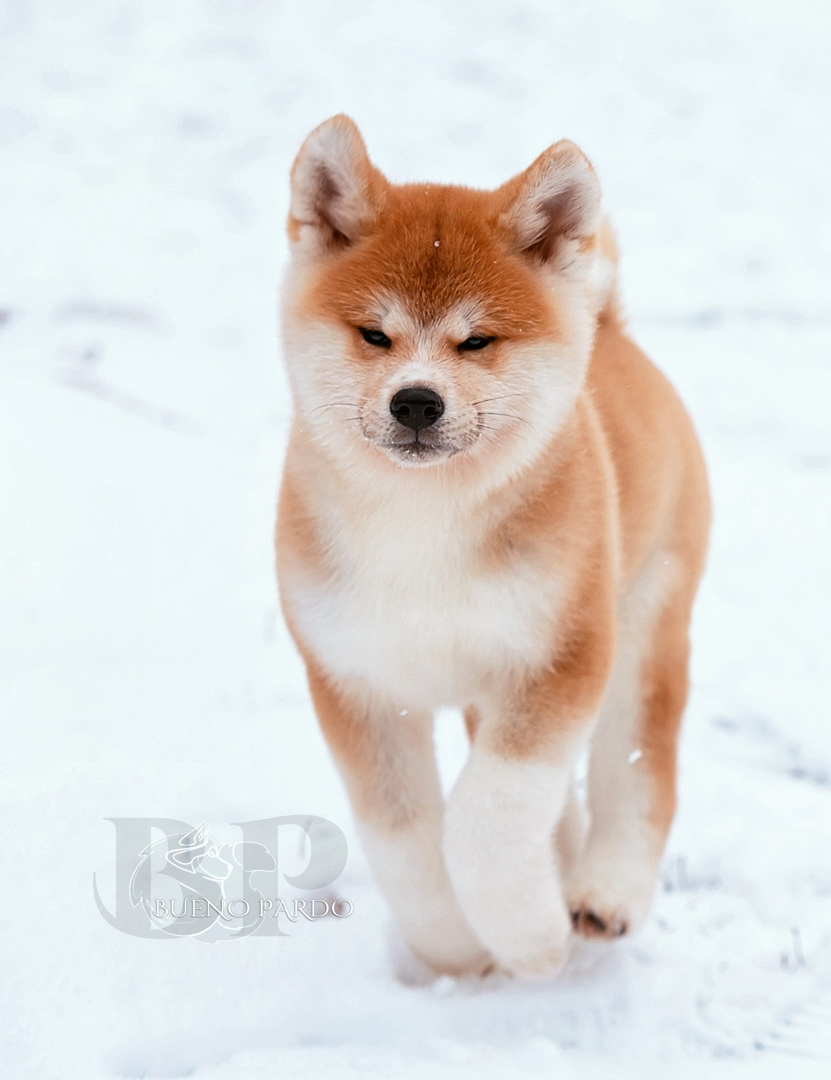 Щенки японской акита ину из питомника. Питомник собак Акита, Хаски, Корги