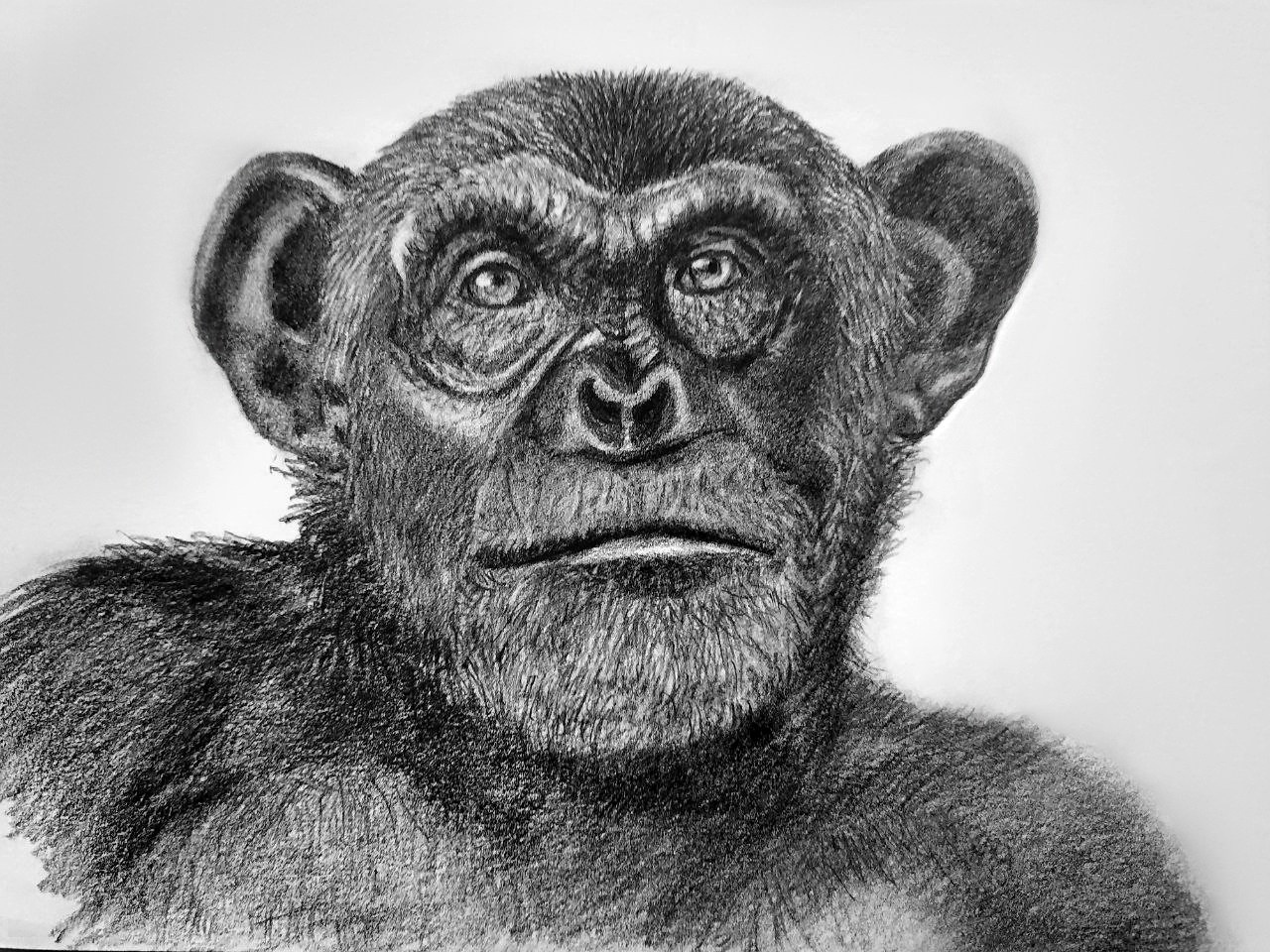 Любовь Шатунова | Портрет питомца по фото. Любовь Шатунова | Портреты по фото | Пейзажи на заказ | Натюрморты | Анимализм