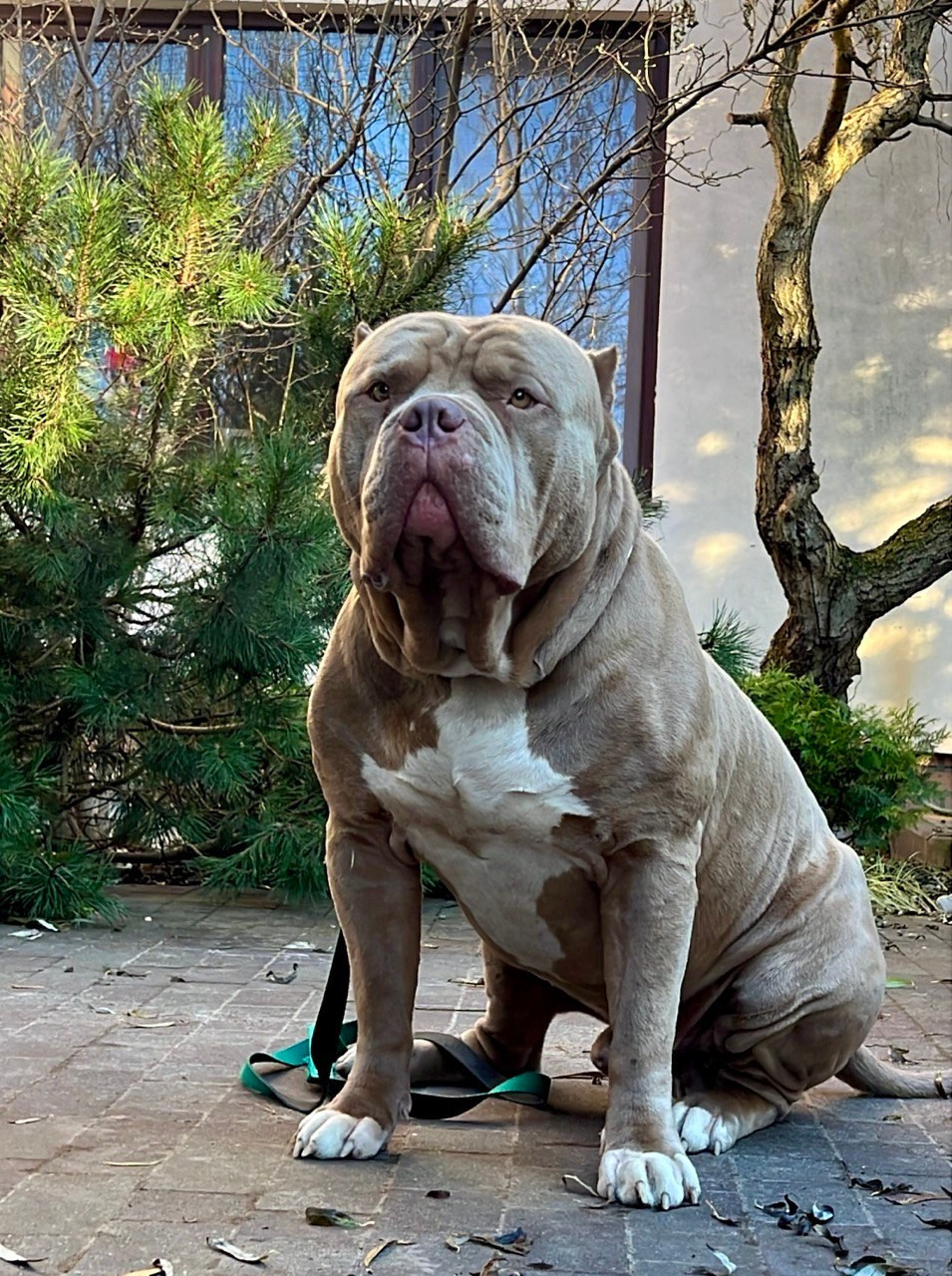 Хантер. Американские булли XL в г. Калининград. Питомник Great Bully UNIVERSE