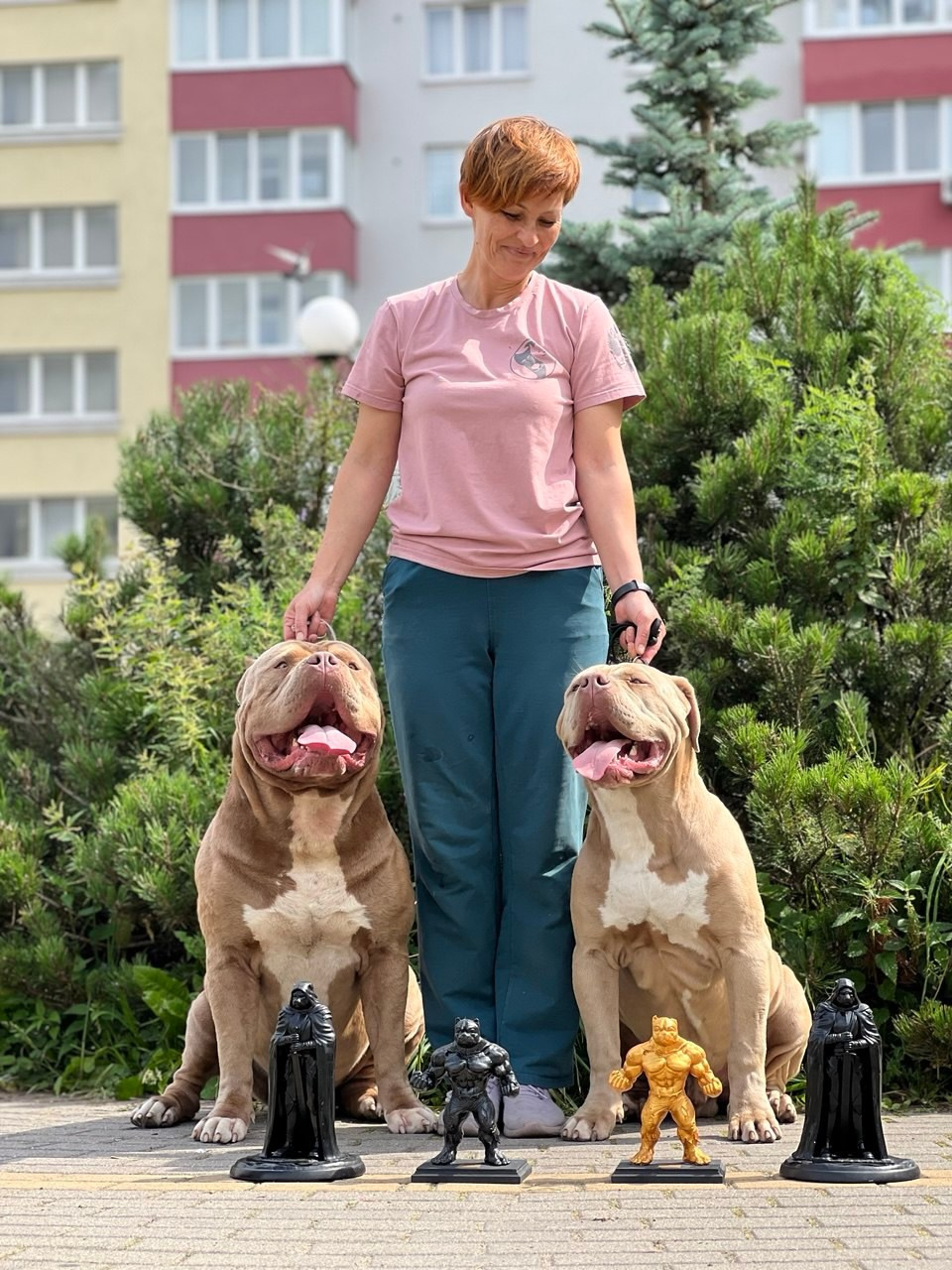 GBU ESKOBAR. Американские булли XL в г. Калининград. Питомник Great Bully UNIVERSE