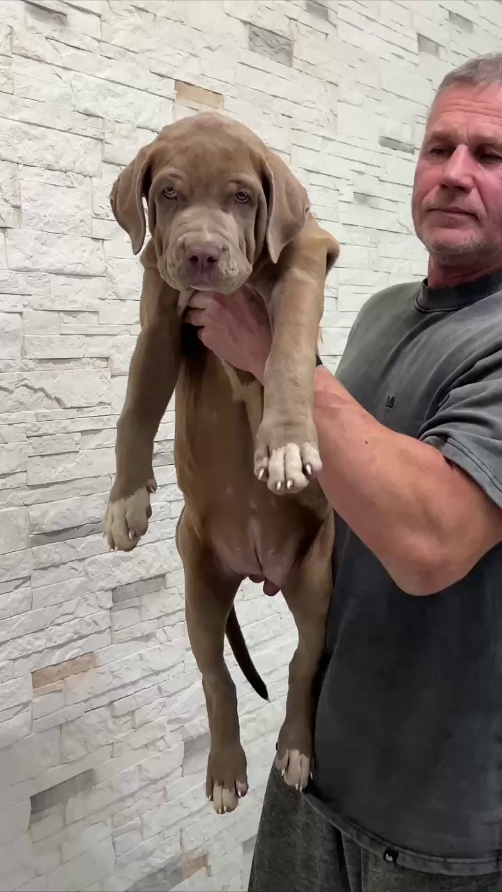 Все свободные щенки. Американские булли XL в г. Калининград. Питомник Great Bully UNIVERSE