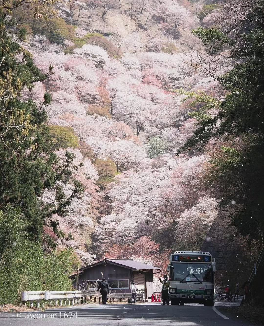 Japan in Sakura time, 7-14 April 2026. Alexkrepak