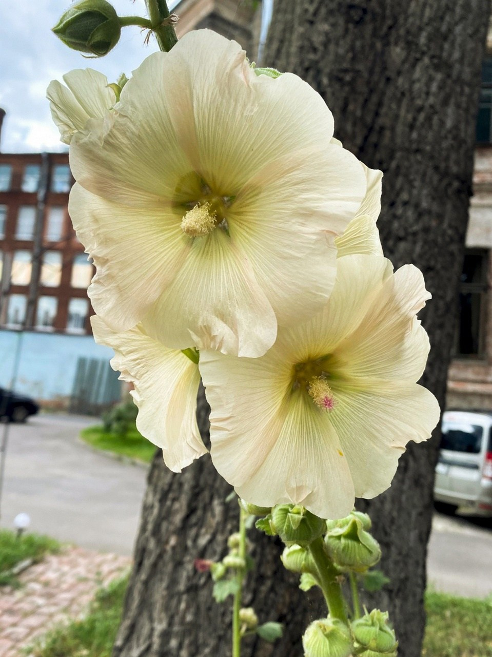 Новости. Дом Шрёдера