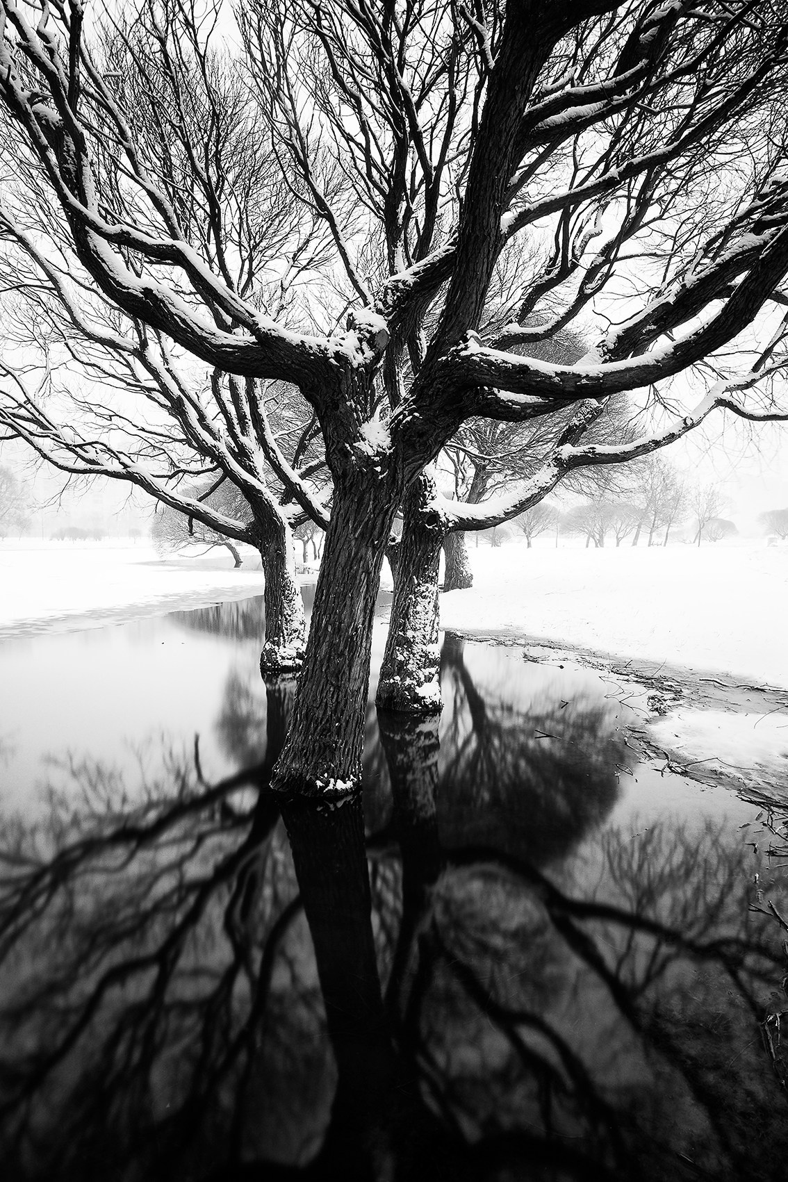 A row of leafless winter trees reflected in still black water. Minimalist landscape evoking calm, symmetry, and quiet introspection.