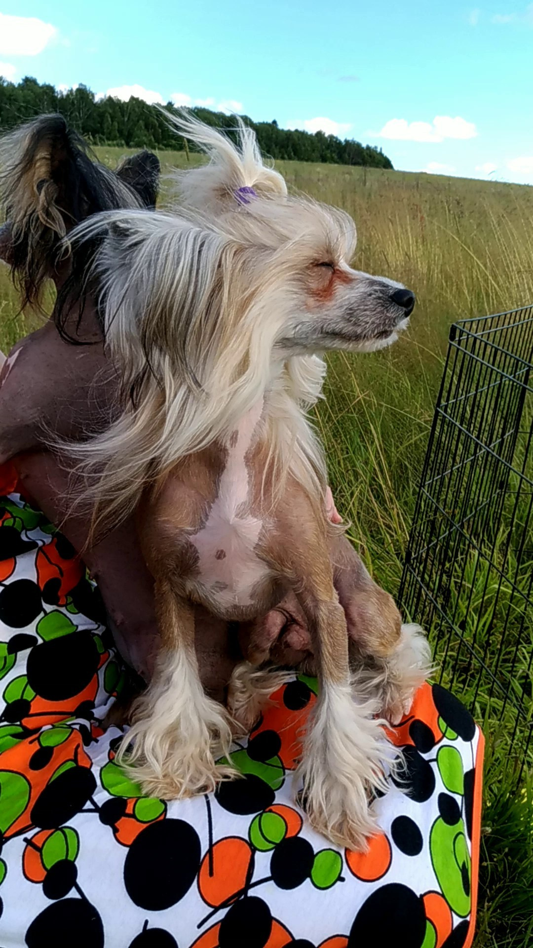 В поле под присмотром сокола. Питомник китайских хохлатых собак Poale Ell: купить щенка в питомнике