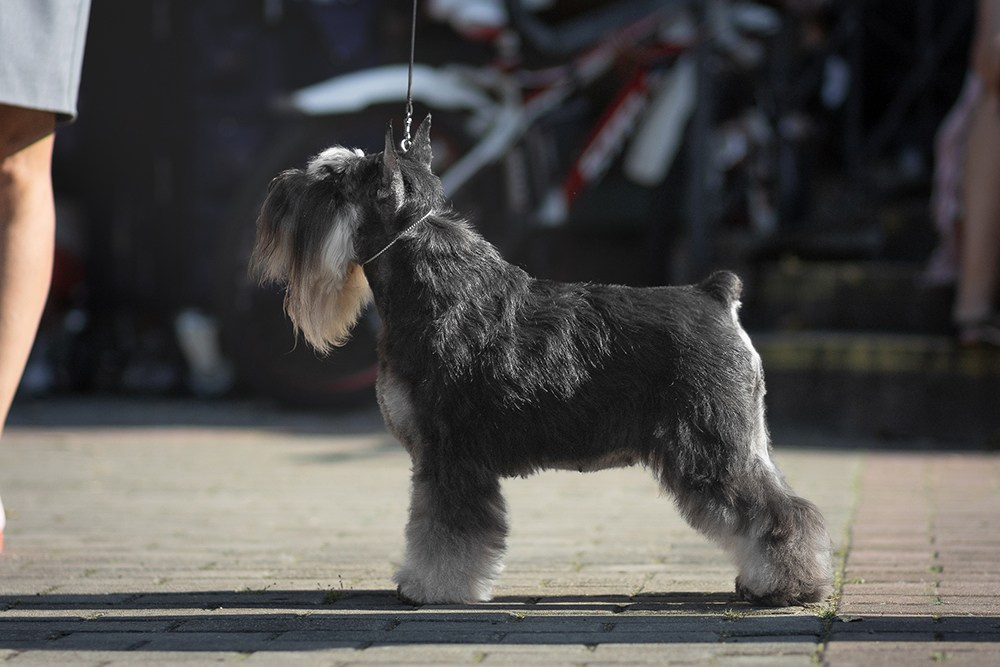 Софи/Asson Ari Vivien Marceau. Питомник цвергшнауцеров в Беларуси «Делинсо Бэлэнс»