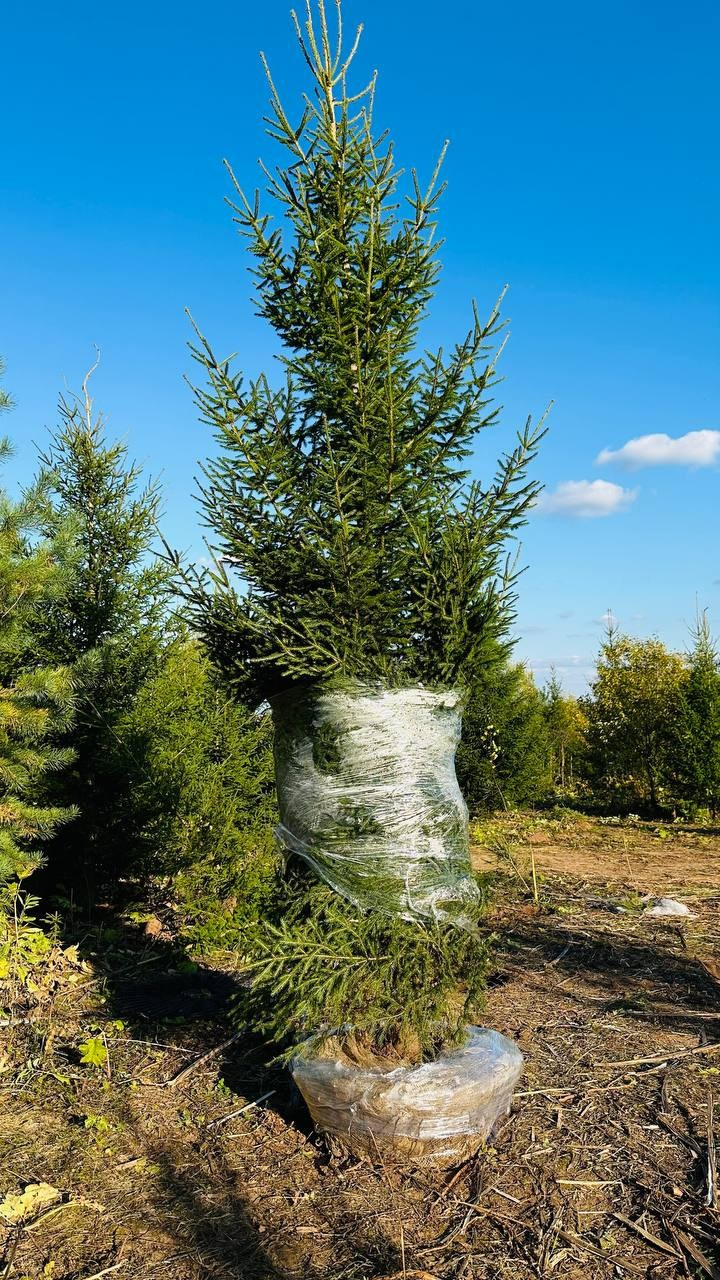 Крупномеры РФ