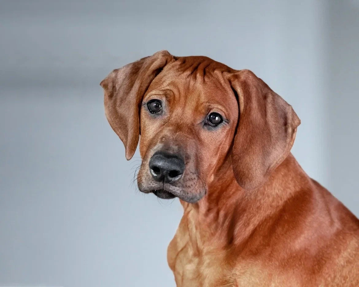 Тая. Родезийские Риджбеки в Санкт-Петербурге