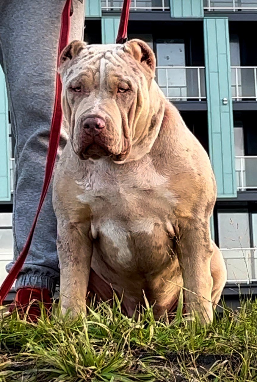 BBK’s Amber. Американские булли XL в г. Калининград. Питомник Great Bully UNIVERSE