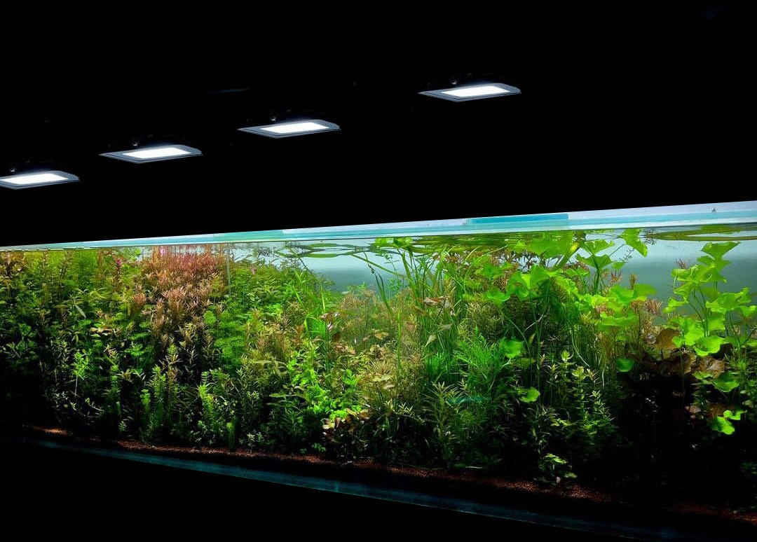 Формы жизни | ADA Галерея Москва. Аквариумист Максим Ерёмин. Aqua Maxim