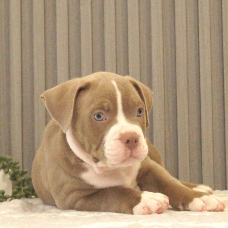 купить щенка в питомнике American Bully в Ставрополе