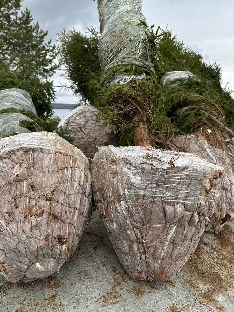 Крупномеры РФ