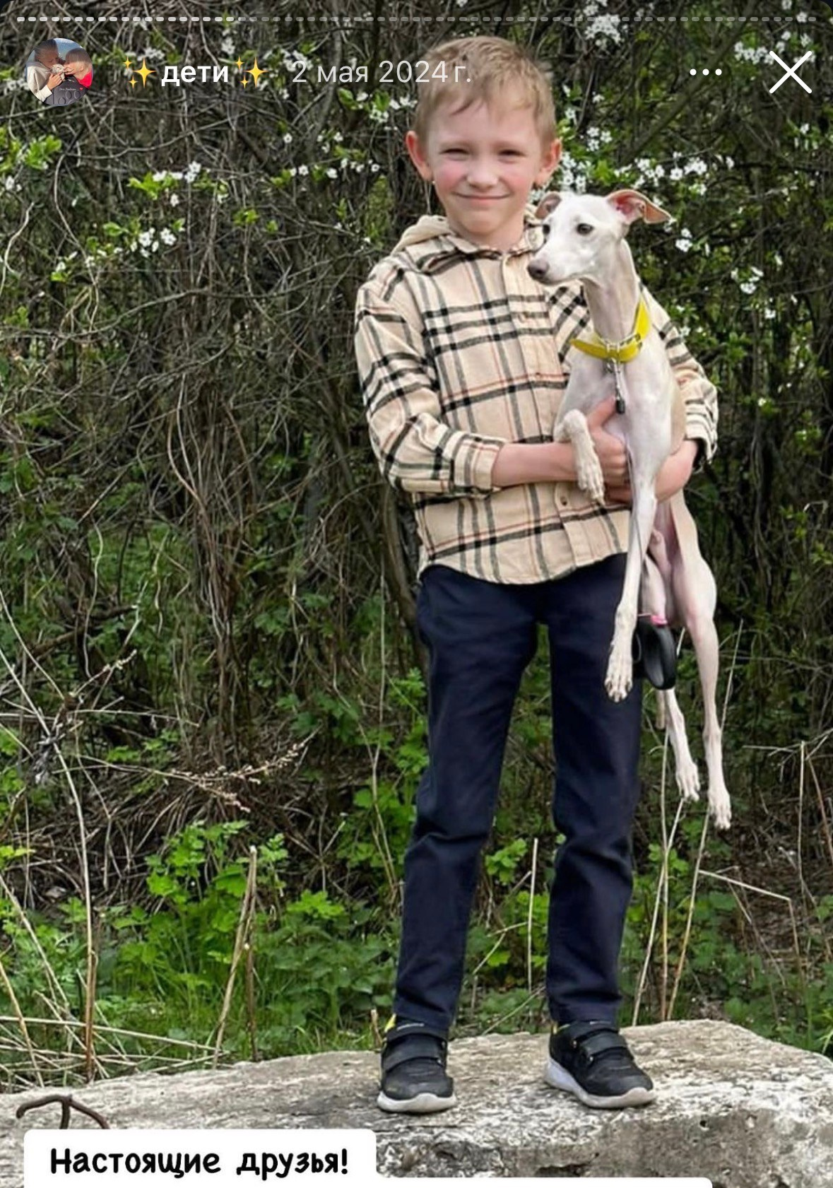 Левретка и ребенок: нежная дружба. Профессиональный питомник левреток РКФ/FCI ASTI SAPPHIRE 💎 Сочи|Санкт-Петербург