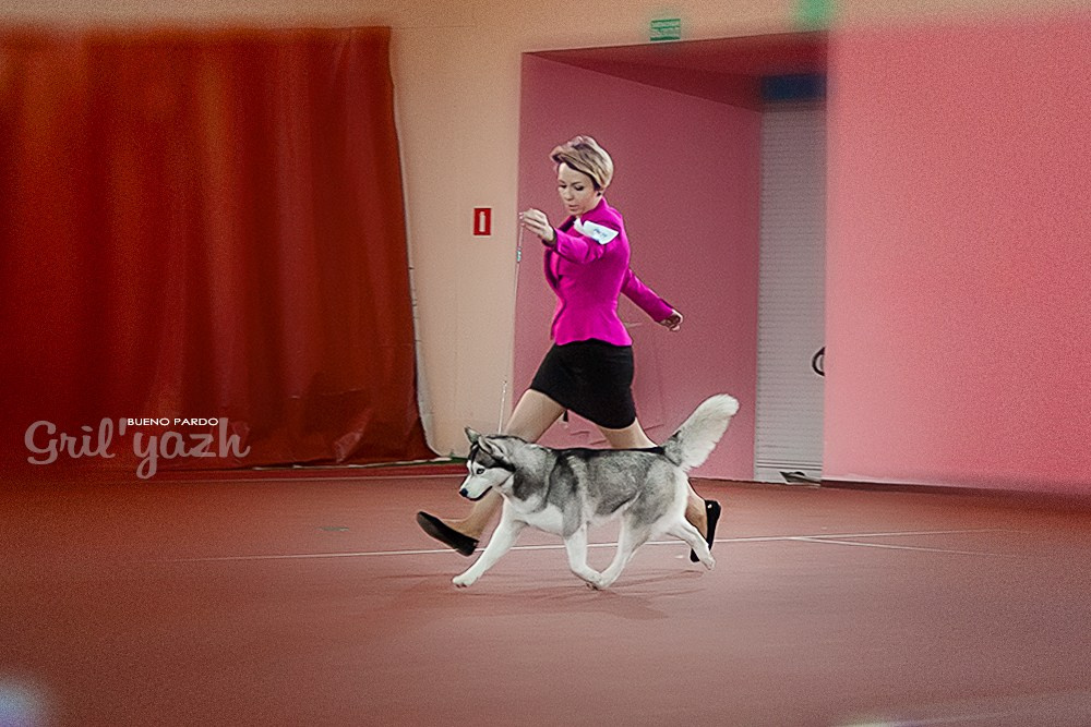 Собаки питомника Bueno Pardo. Питомник собак Акита, Хаски, Корги