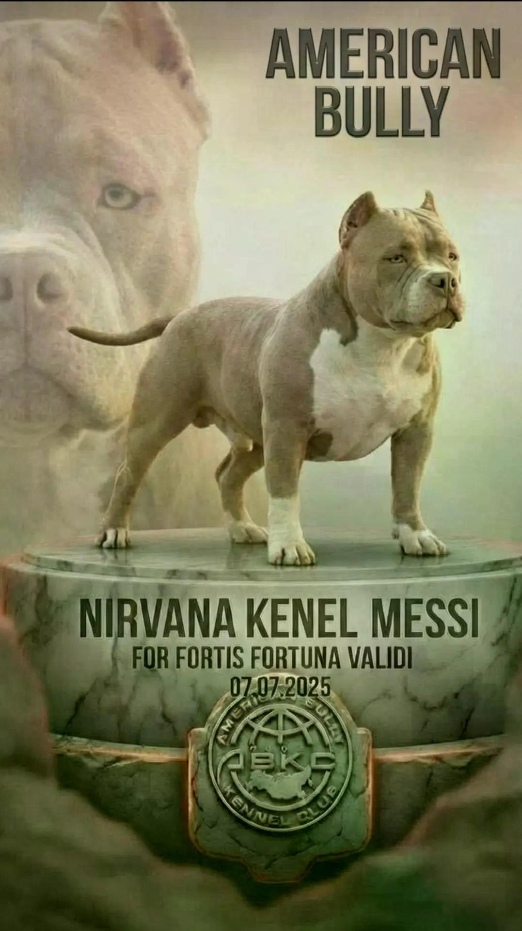 ПИТОМНИК СОБАК ПОРОДЫ АМЕРИКАНСКИЙ БУЛЛИ