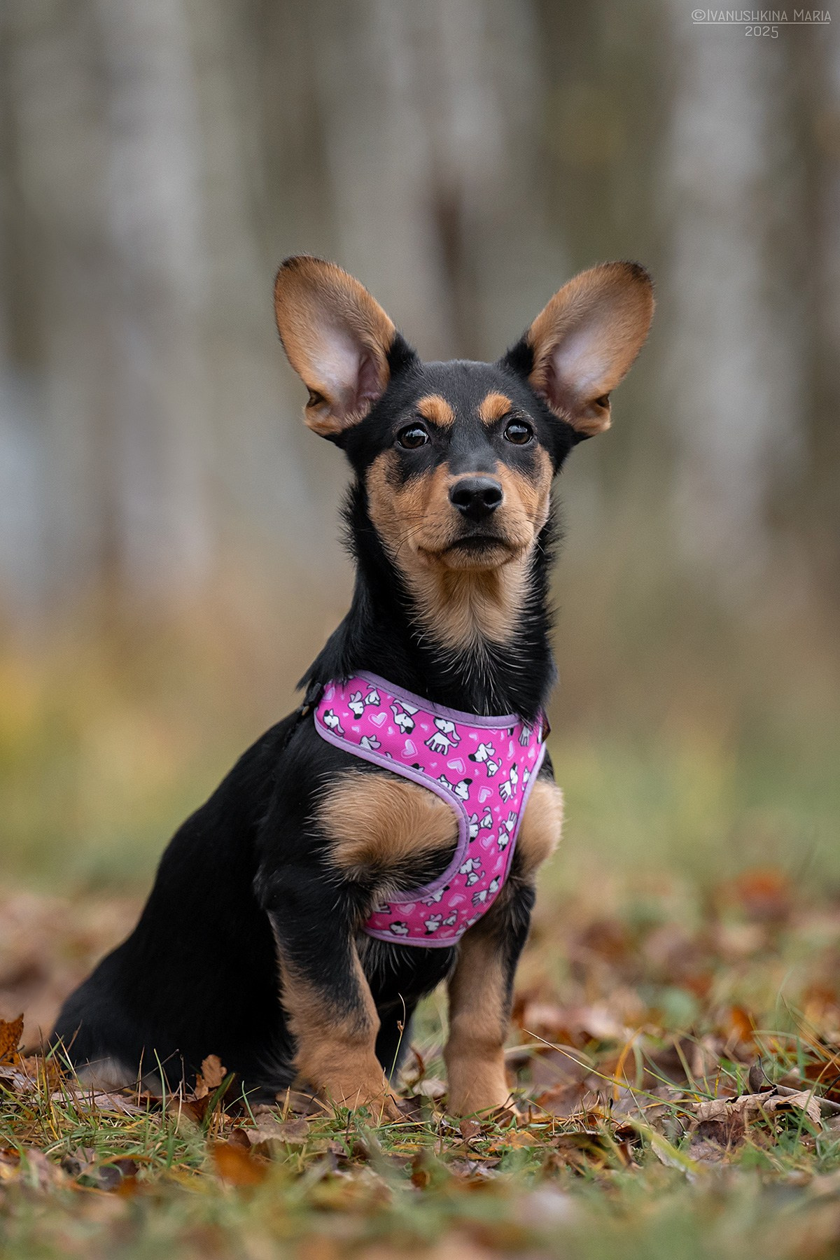 Пиарные фотосессии собак на пристройство. Фотограф собак в Москве и Московской области Иванушкина Мария