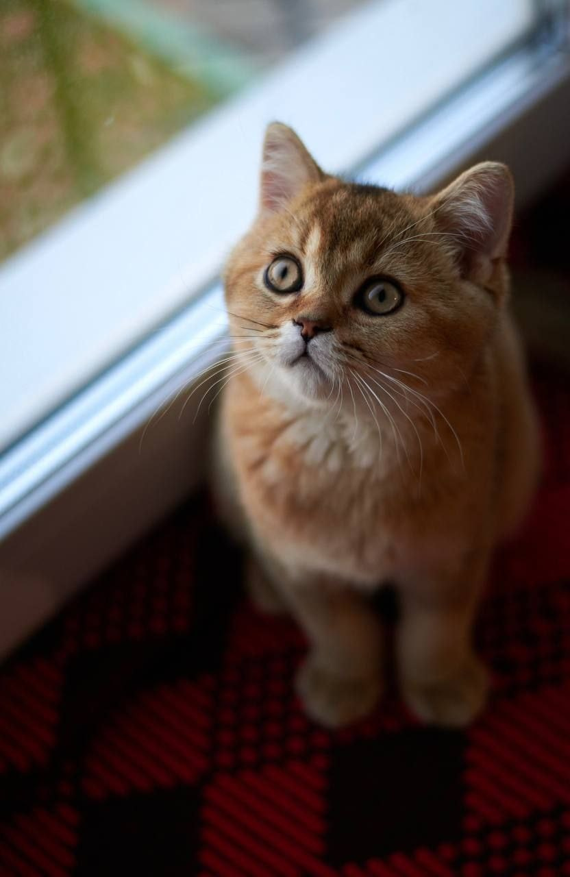 ОБУЧЕНИЕ. Фотограф НатаФото (Наталья Яковенко) Дмитров Москва Питер