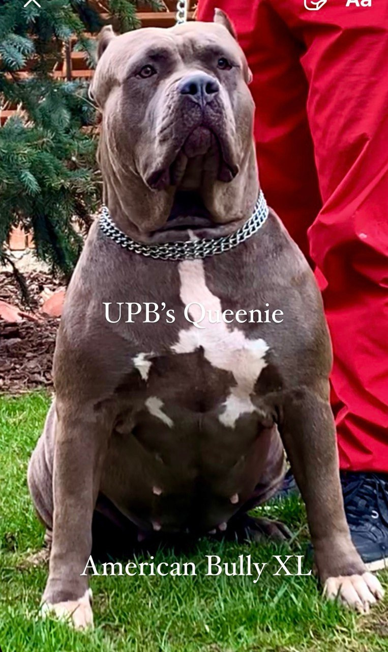 Квини. Американские булли XL в г. Калининград. Питомник Great Bully UNIVERSE
