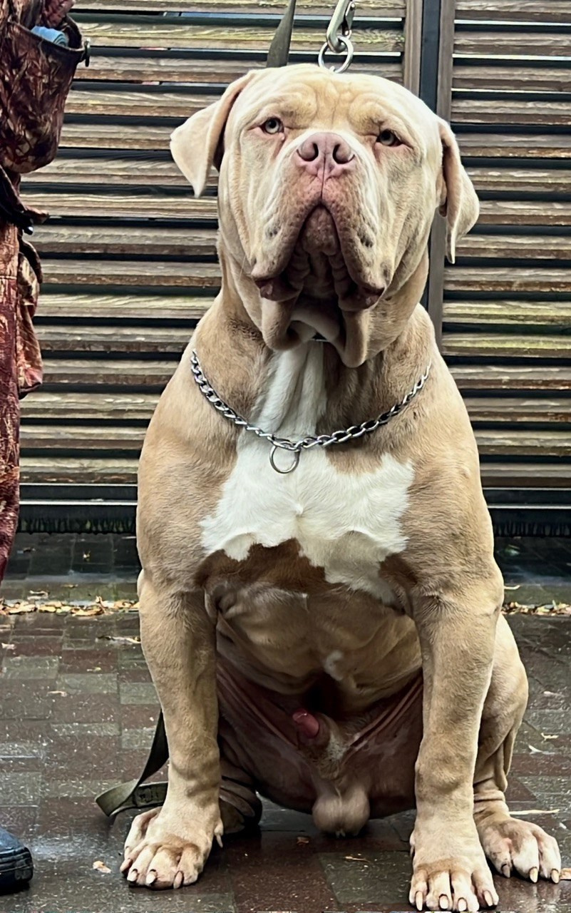 GBU ESKOBAR. Американские булли XL в г. Калининград. Питомник Great Bully UNIVERSE
