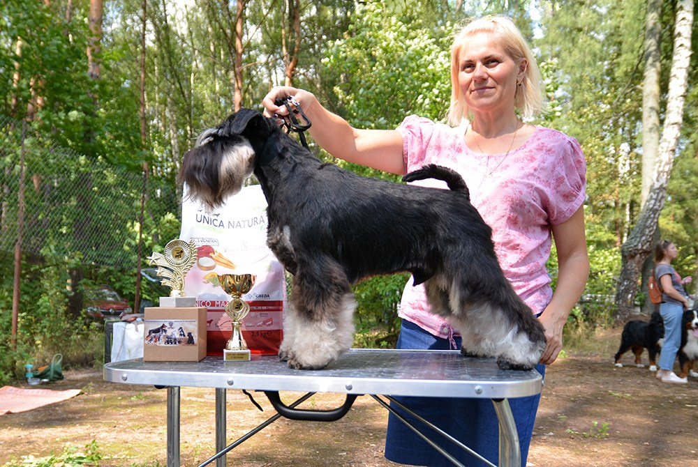 Гелик/ Delinso Balance Enamorado De-Ti. Питомник цвергшнауцеров в Беларуси «Делинсо Бэлэнс»