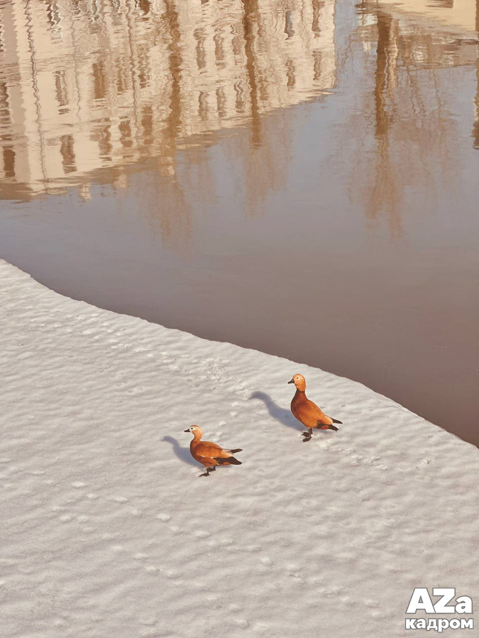 Дыхание весны. Фотоклуб AZакадром. Женский семейный фотограф Тула Москва Захарова Анна