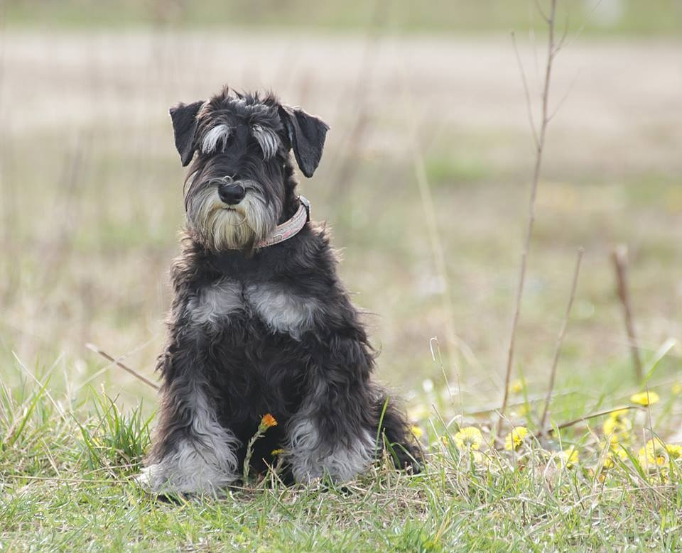 Майбах/Delinso Balance Argyris. Питомник цвергшнауцеров в Беларуси «Делинсо Бэлэнс»