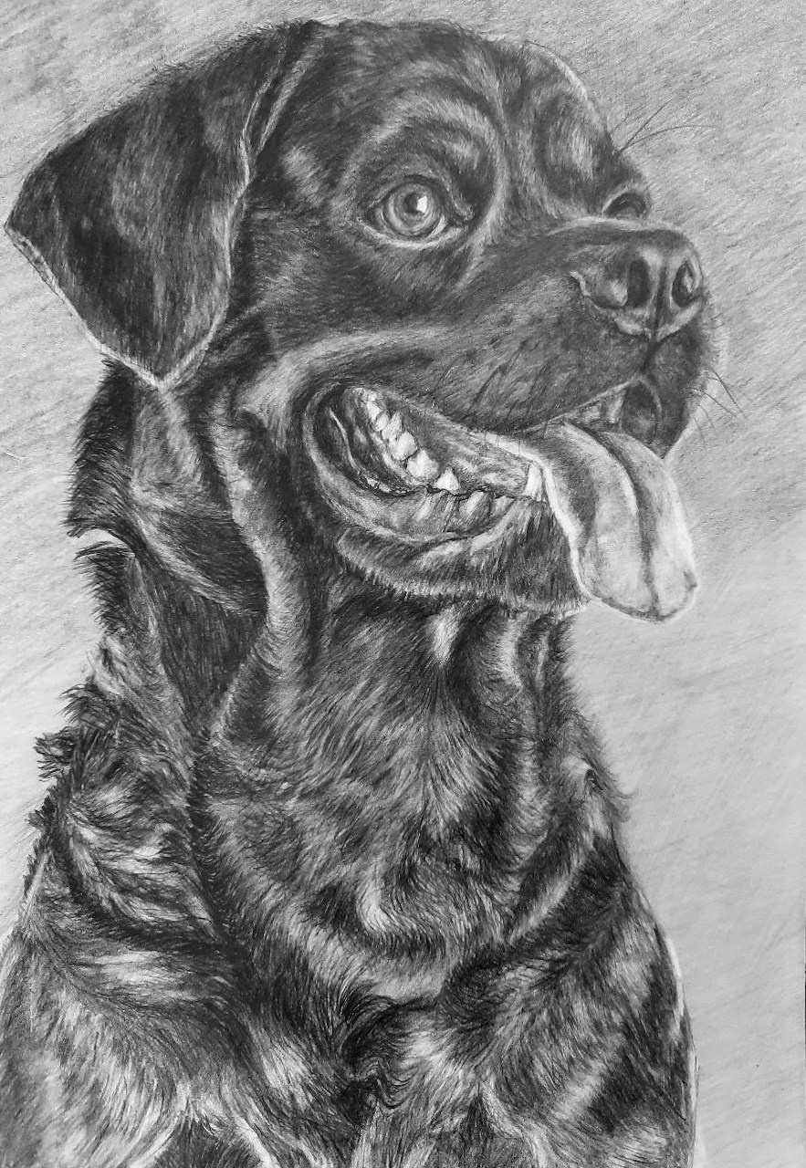 Любовь Шатунова | Портрет питомца по фото. Любовь Шатунова | Портреты по фото | Пейзажи на заказ | Натюрморты | Анимализм