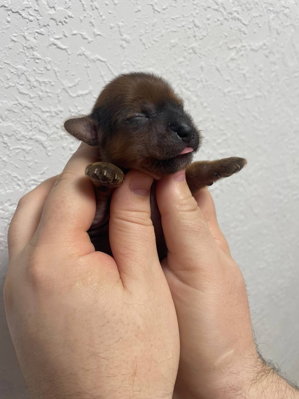 Poale Ell Gloria неделя