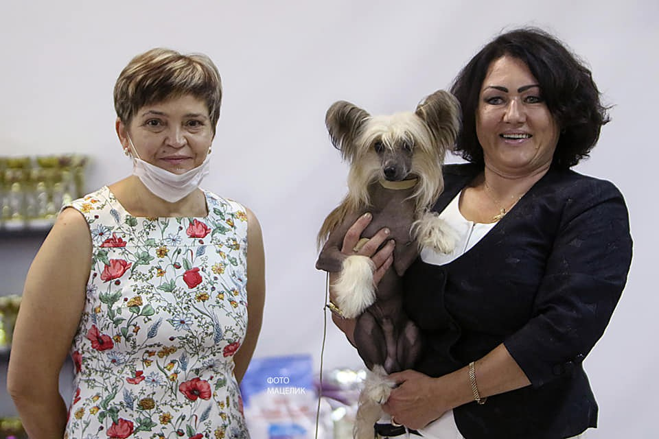 Свой первый день рождения (1 год) наши мальчики встретили на выставке.12.07.2020, Москва, МКОО "Антарес", судья: Крюкова Е.В., Купер- отлично1, СW, ЮСАС, ЮЧФ, ЛЮ, ЛПП. Хендлер Татьяна Чистонова.