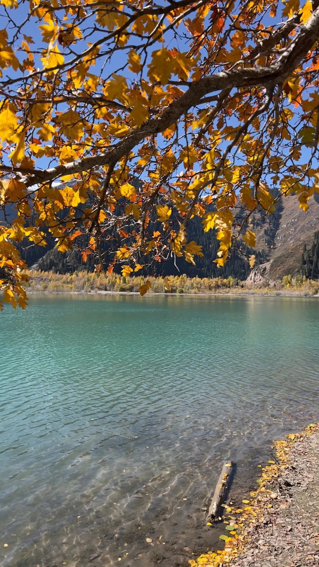 Вид на бирюзовое озеро Иссык в Казахстане через ветви дерева с осенними листьями золотисто-оранжевого цвета. Вода прозрачная, на переднем плане виден песчаный берег с опавшими листьями и веткой. На заднем плане — горы, покрытые лесом, а также осенние деревья с желтыми и оранжевыми оттенками. Яркое голубое небо дополняет атмосферу осеннего пейзажа.